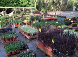 Plants